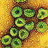 Identifikovan SARS virus