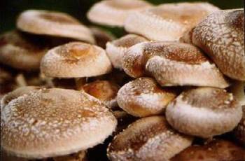 Micelijum seme gljive bukovace,shitake,sampinjona