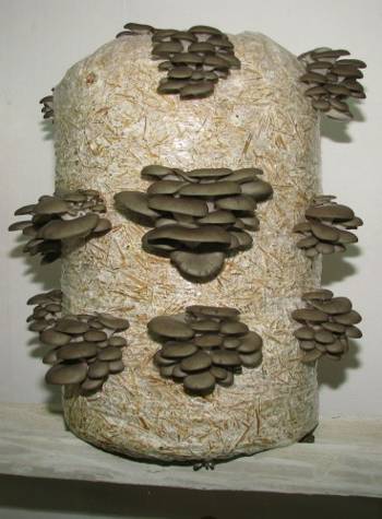 Micelijum seme gljive bukovace,shitake,sampinjona