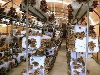 Micelijum seme gljive bukovace,shitake,sampinjona