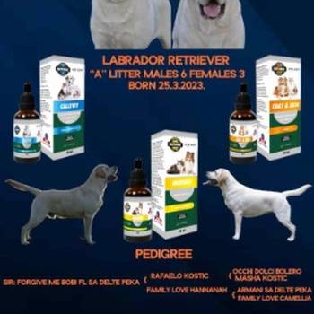 U ponudi štenci Labrador retrivera