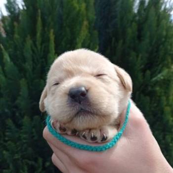 U ponudi štenci Labrador retrivera