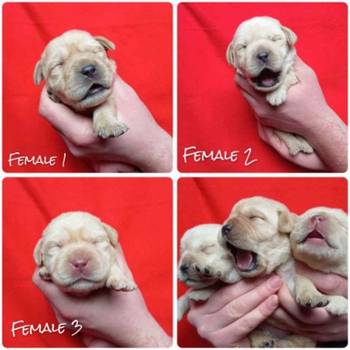 U ponudi štenci Labrador retrivera