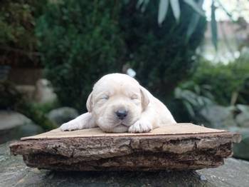 U ponudi štenci Labrador retrivera