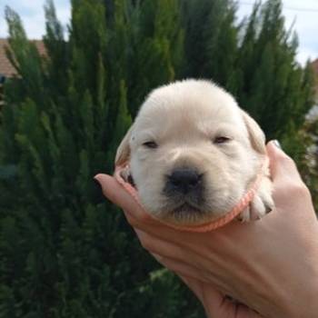 U ponudi štenci Labrador retrivera