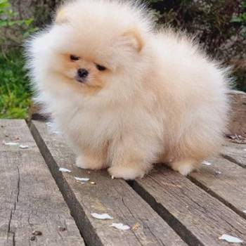 Cistokrvni Pomeranci - Boo