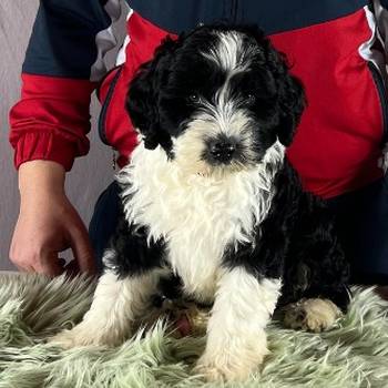 Portugalski vodeni pas - Portuguese Water Dog štenci