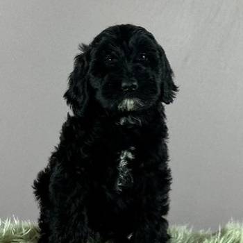 Portugalski vodeni pas - Portuguese Water Dog štenci