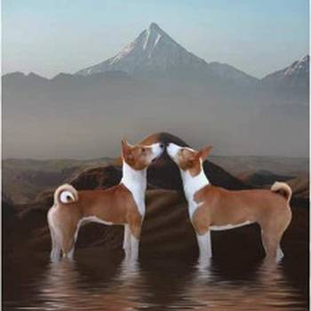 Basenji (Basendži) štenci