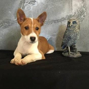 Basenji (Basendži) štenci