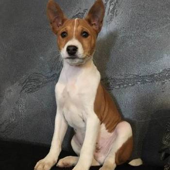 Basenji (Basendži) štenci