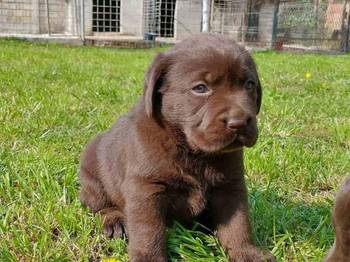 Cokoladni labradori, vrhunskog porekla
