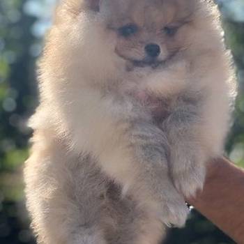 Pomeranci, Pomeranian, Boo stenci