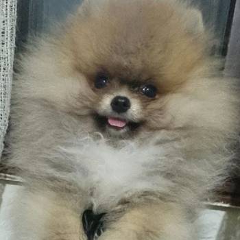 Pomeranci, Pomeranian, Boo stenci