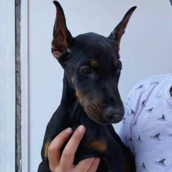 Na prodaju stenci dobermana