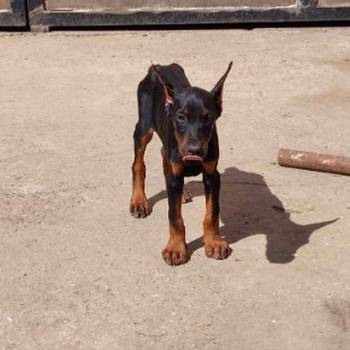 Na prodaju stenci dobermana