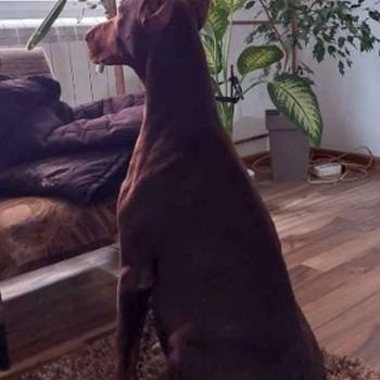 Na prodaju stenci dobermana