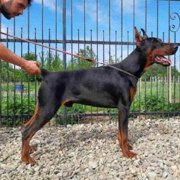 Na prodaju stenci dobermana