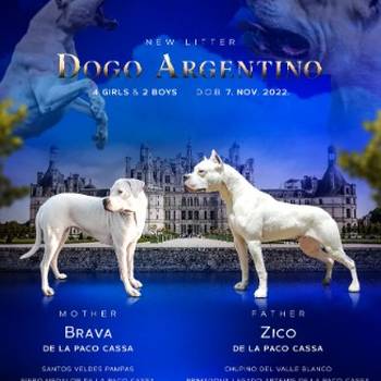 DOGO ARGENTINO štenci