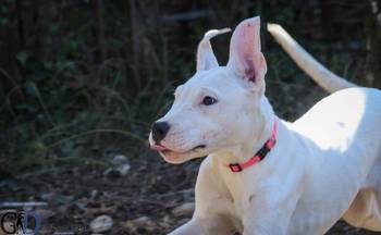 DOGO ARGENTINO štenci