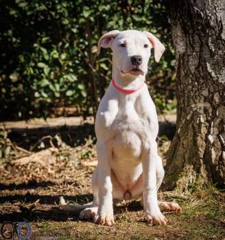 DOGO ARGENTINO štenci