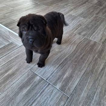 Shar Pei - Šar pej štene