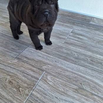 Shar Pei - Šar pej štene