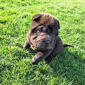 Shar Pei - Šar pej štene