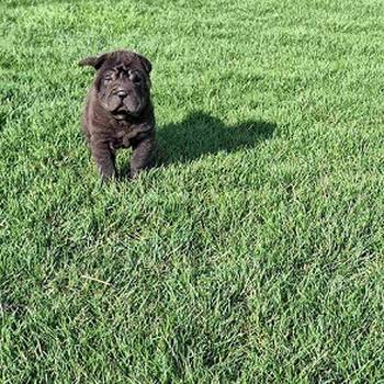Shar Pei - Šar pej štene