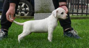 Dogo Argentino, štenci