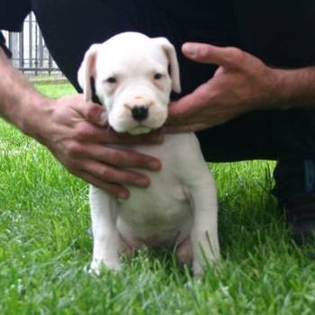 Dogo Argentino, štenci