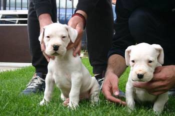 Dogo Argentino, štenci