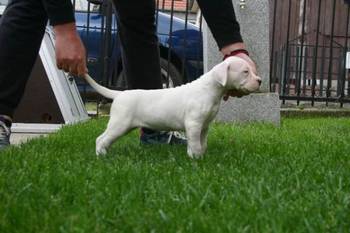Dogo Argentino, štenci
