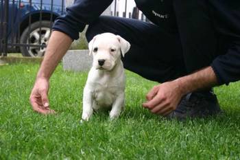 Dogo Argentino, štenci