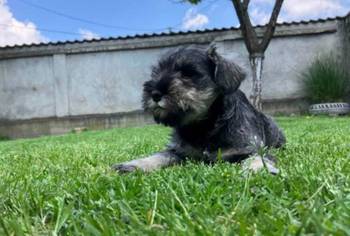 STENCI PATULJASTOG SNAUCERA NA PRODAJU!