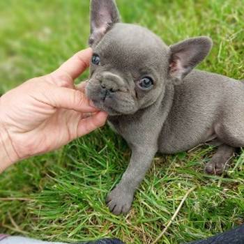 Francuski buldog