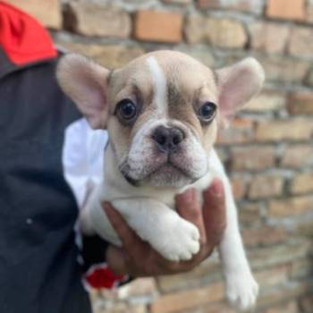 Odgajivacnica Balkan Frenchie predstavlja Premium Leglo Exoticnih Francuskih Buldoga