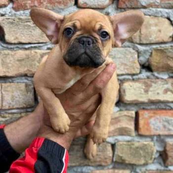 Odgajivacnica Balkan Frenchie predstavlja Premium Leglo Exoticnih Francuskih Buldoga
