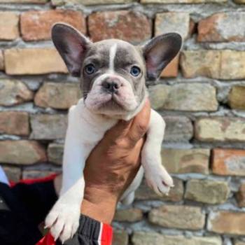 Odgajivacnica Balkan Frenchie predstavlja Premium Leglo Exoticnih Francuskih Buldoga