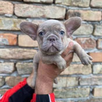 Odgajivacnica Balkan Frenchie predstavlja Premium Leglo Exoticnih Francuskih Buldoga