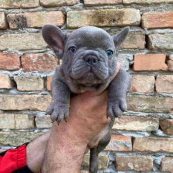 Odgajivacnica Balkan Frenchie predstavlja Premium Leglo Exoticnih Francuskih Buldoga