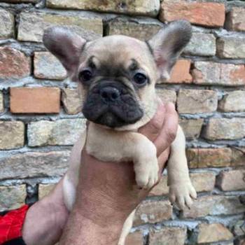 Odgajivacnica Balkan Frenchie predstavlja Premium Leglo Exoticnih Francuskih Buldoga