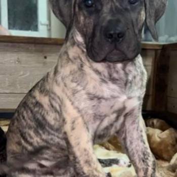 PRESA KANARIO DOGO CANARIO štenci