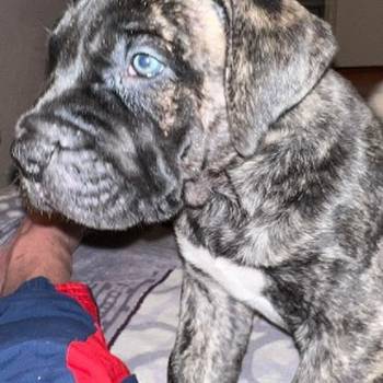 PRESA KANARIO DOGO CANARIO štenci