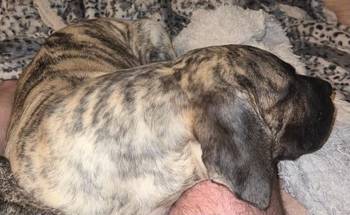 PRESA KANARIO DOGO CANARIO štenci