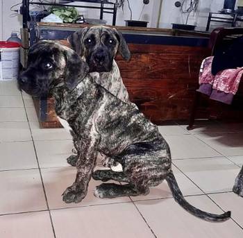 PRESA KANARIO DOGO CANARIO štenci