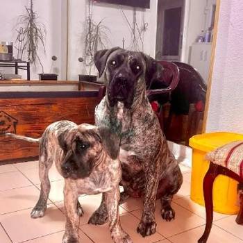 PRESA KANARIO DOGO CANARIO štenci