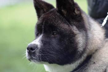 Američka Akita štenci