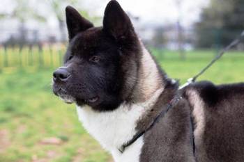 Američka Akita štenci