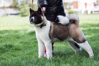 Američka Akita štenci